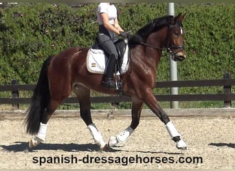 PRE Mix, Mare, 5 years, 16,1 hh, Brown