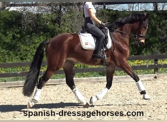 PRE Mix, Mare, 5 years, 16,1 hh, Brown