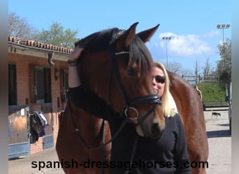 PRE Mix, Mare, 5 years, 16,1 hh, Brown