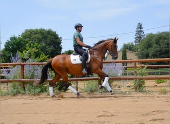 PRE, Mare, 5 years, 16,1 hh, Brown