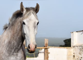 PRE, Mare, 5 years, 16,1 hh, Grey