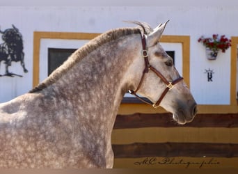 PRE Mix, Mare, 5 years, 16,2 hh, Brown Falb mold