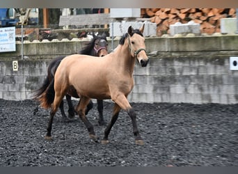 PRE, Mare, 5 years, 16,2 hh, Buckskin