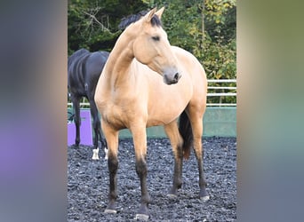 PRE, Mare, 5 years, 16,2 hh, Buckskin