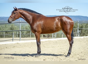 PRE Mix, Mare, 5 years, 17.1 hh, Brown