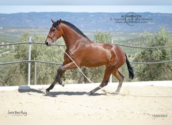 PRE Mix, Mare, 5 years, 17.1 hh, Brown