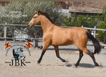 PRE, Mare, 5 years, 17 hh, Dun