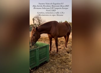 PRE, Mare, 5 years, 17,1 hh, Chestnut-Red