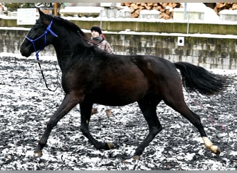 PRE, Mare, 5 years, Black