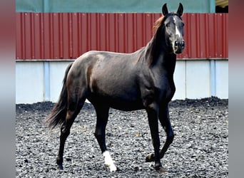 PRE, Mare, 5 years, Black