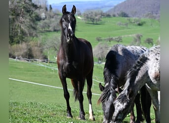 PRE, Mare, 5 years, Black