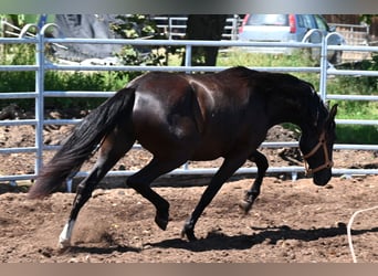 PRE, Mare, 5 years, Black