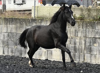 PRE, Mare, 5 years, Black
