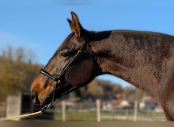 PRE, Mare, 5 years, Brown