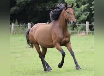 PRE, Mare, 5 years, Brown