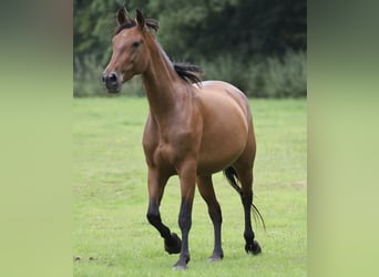 PRE, Mare, 5 years, Brown