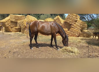 PRE, Mare, 5 years, Brown