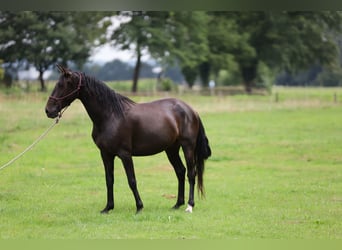 PRE, Mare, 5 years, Brown