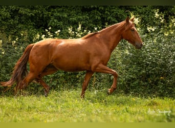 PRE, Mare, 6 years, 14.3 hh, Chestnut-Red