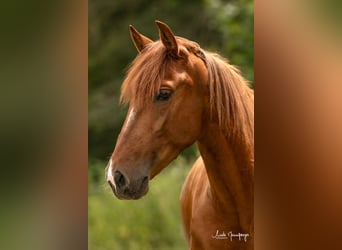 PRE, Mare, 6 years, 14.3 hh, Chestnut-Red