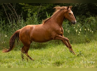 PRE, Mare, 6 years, 14.3 hh, Chestnut-Red