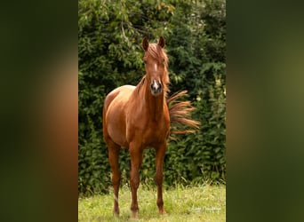 PRE, Mare, 6 years, 14.3 hh, Chestnut-Red