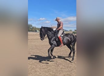 PRE, Mare, 6 years, 15,1 hh, Black