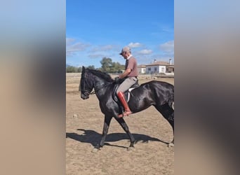 PRE, Mare, 6 years, 15,1 hh, Black