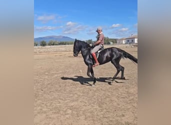 PRE, Mare, 6 years, 15,1 hh, Black