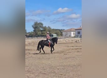 PRE, Mare, 6 years, 15,1 hh, Black