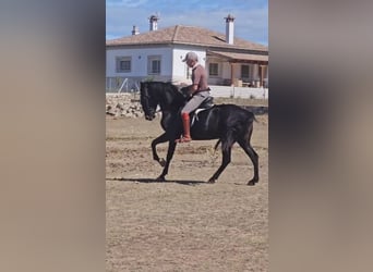 PRE, Mare, 6 years, 15,1 hh, Black