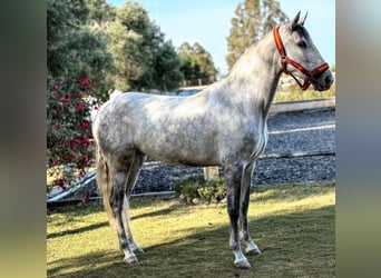 PRE Mix, Mare, 6 years, 15.1 hh, Grey