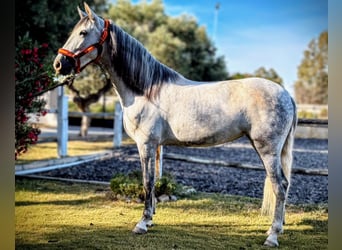 PRE Mix, Mare, 6 years, 15.1 hh, Grey