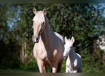 PRE, Mare, 6 years, 15.1 hh, Palomino