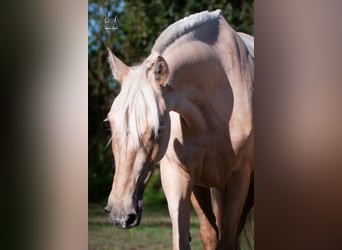 PRE, Mare, 6 years, 15.1 hh, Palomino
