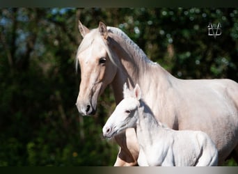 PRE, Mare, 6 years, 15.1 hh, Palomino