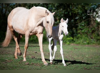 PRE, Mare, 6 years, 15.1 hh, Palomino