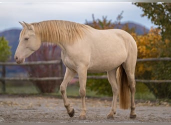 PRE Mix, Mare, 6 years, 15,1 hh, Perlino