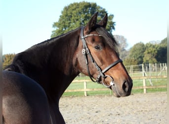 PRE Mix, Mare, 6 years, 15,2 hh, Bay-Dark