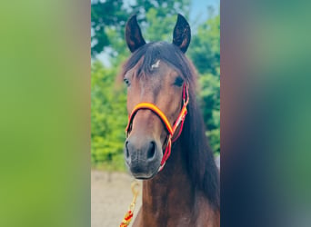 PRE Mix, Mare, 6 years, 15,2 hh, Bay-Dark