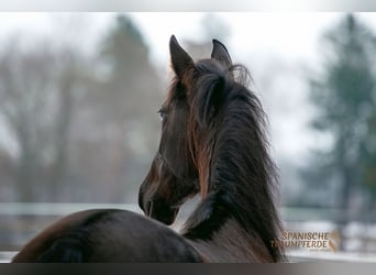PRE, Mare, 6 years, 15.2 hh, Black