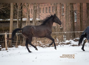 PRE, Mare, 6 years, 15.2 hh, Black