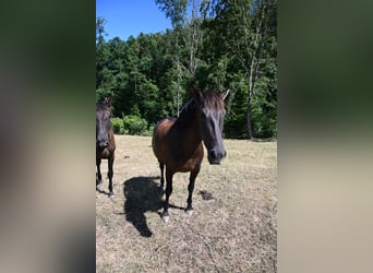 PRE, Mare, 6 years, 15.2 hh, Black
