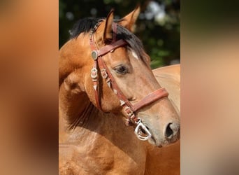 PRE Mix, Mare, 6 years, 15.2 hh, Brown