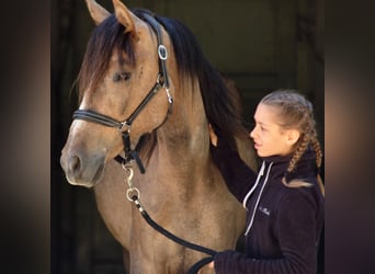 PRE Mix, Mare, 6 years, 15.2 hh, Brown Falb mold