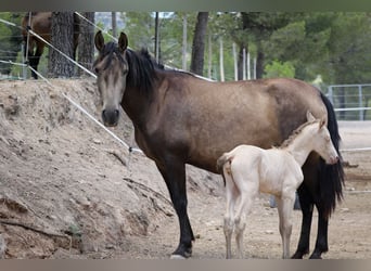 PRE, Mare, 6 years, 15.2 hh, Buckskin