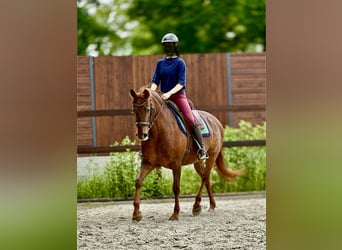 PRE, Mare, 6 years, 15.2 hh, Chestnut-Red