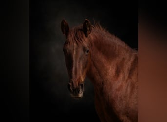 PRE, Mare, 6 years, 15.2 hh, Chestnut-Red