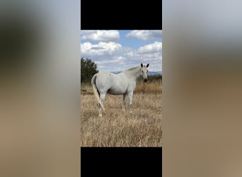 PRE, Mare, 6 years, 15,2 hh, Gray