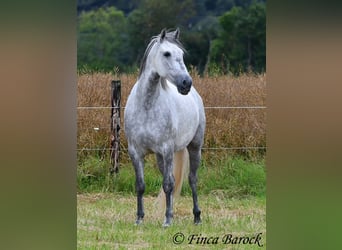 PRE Mix, Mare, 6 years, 15.2 hh, Gray